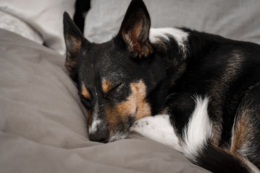 furhaven orthopedic dog bed