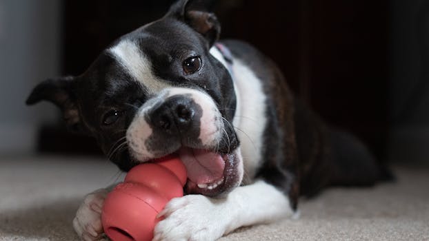 kong classic dog toy